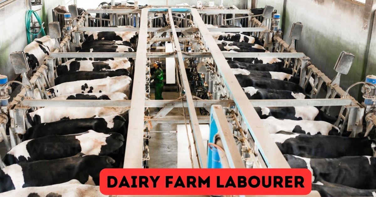 Dairy farm labourer Jobs in Canada