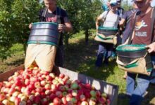 Fruit Farmer Jobs in Canada