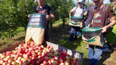 Fruit Farmer Jobs in Canada