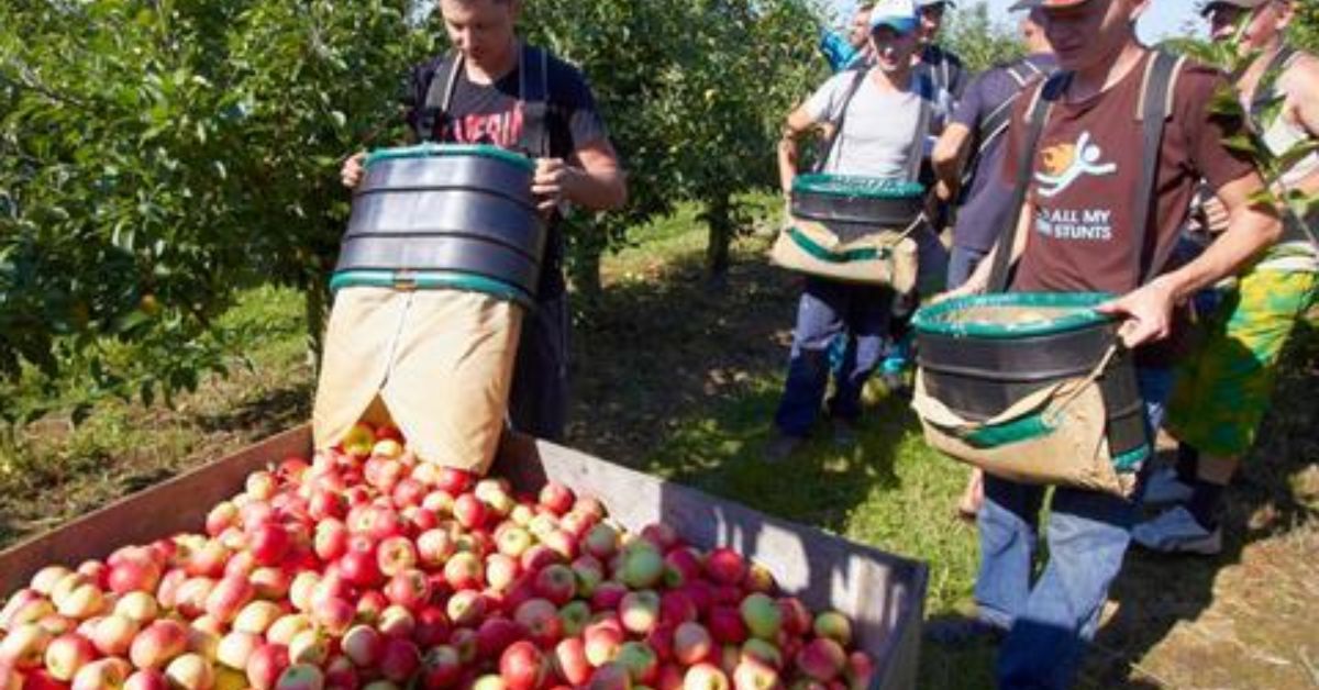 Fruit Farmer Jobs in Canada