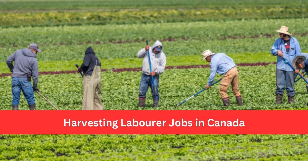 Harvesting Labourer Jobs in Canada