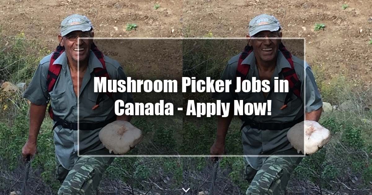 Mushroom Picker Jobs in Canada