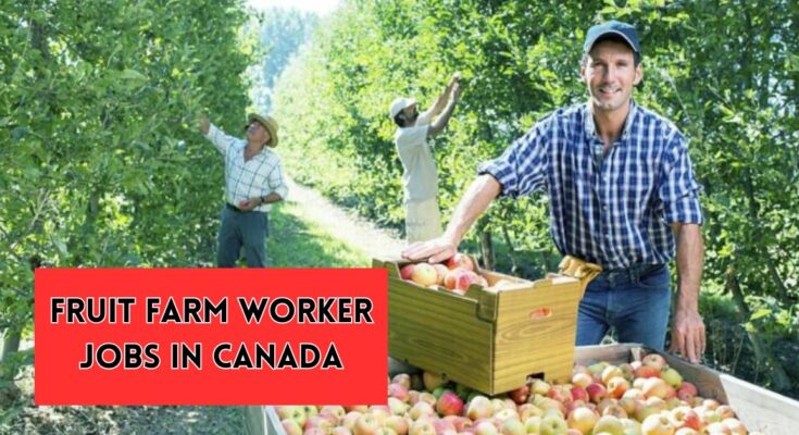 Fruit Farm Worker Jobs in Canada