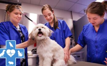 Veterinary Technician Jobs in Canada