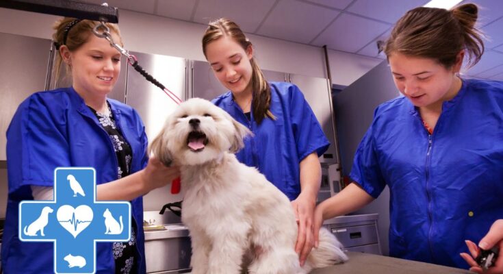 Veterinary Technician Jobs in Canada